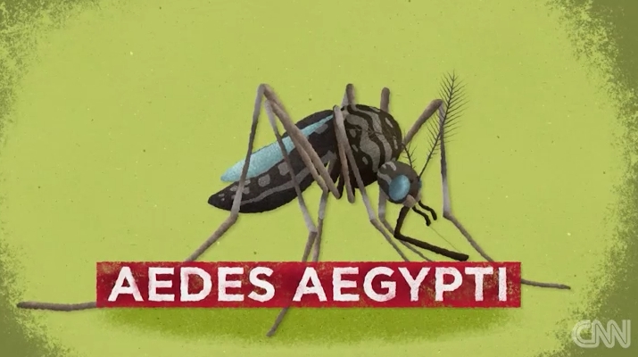 Aedes Egypt